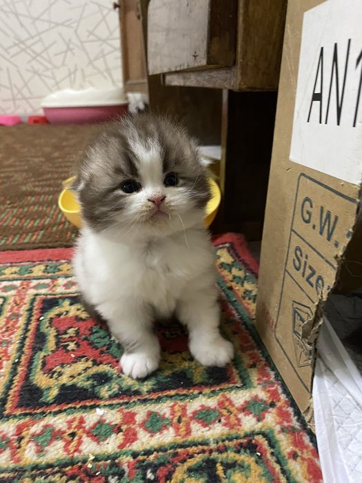 Скоттиш фолд мушукчамиз сотилади