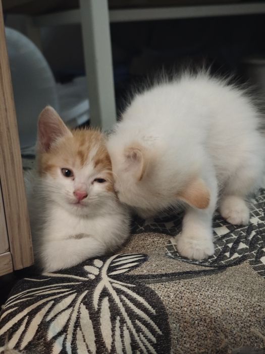 Отдам умных домашних котят