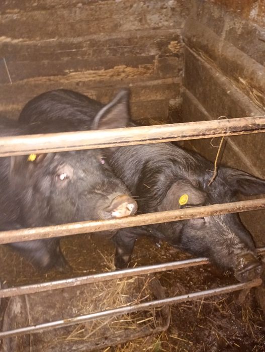 Găini gat golaș încălțate rasa mare