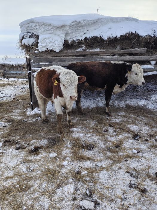 Сельхоз. животные