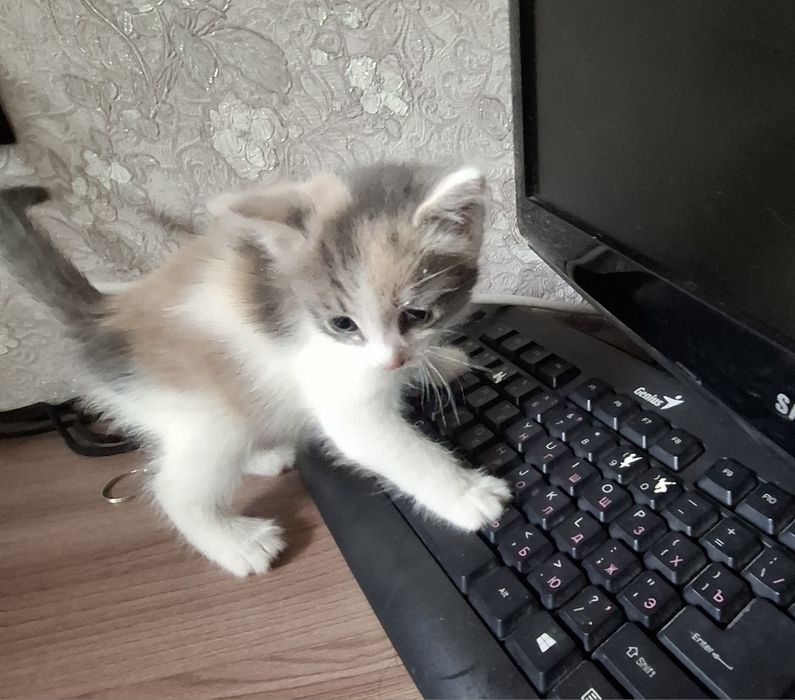 Отдам котят возраст месяц