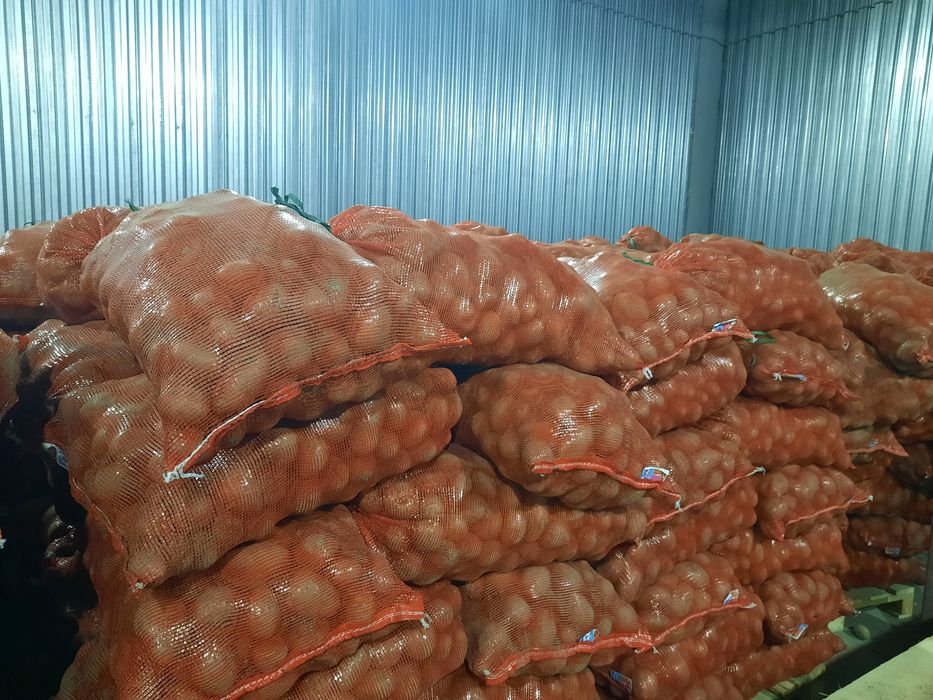 Семена картофеля Аризона