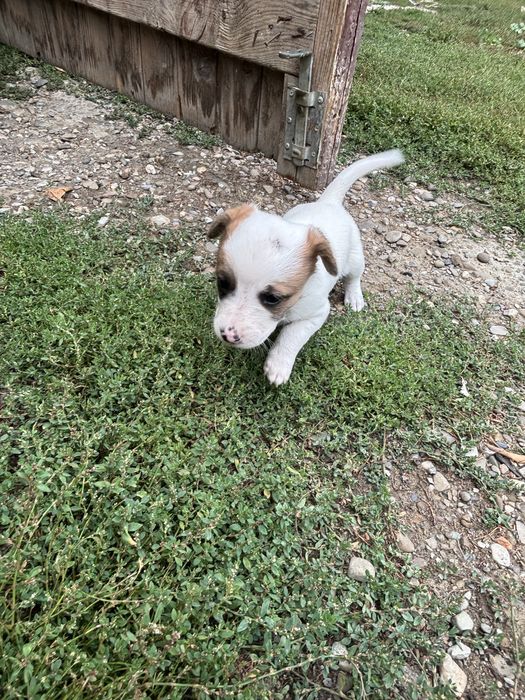 Donez 3 puiuți de câine
