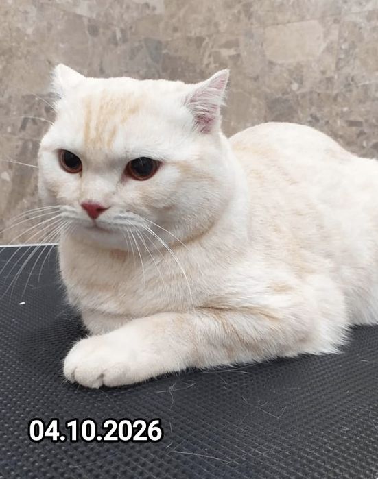 Британские котята
