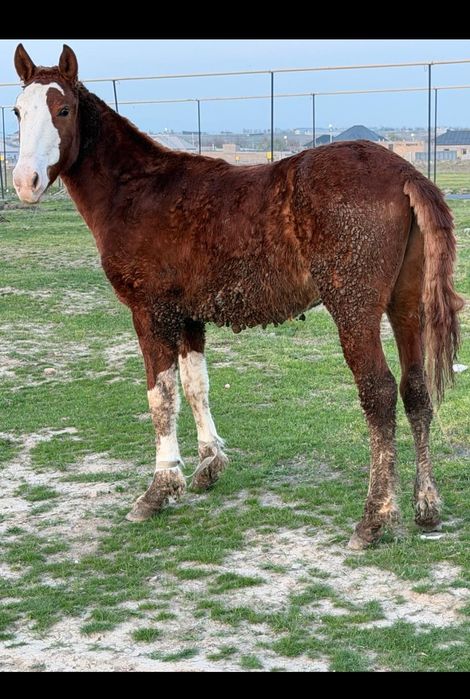 Айғыр тай сатылады