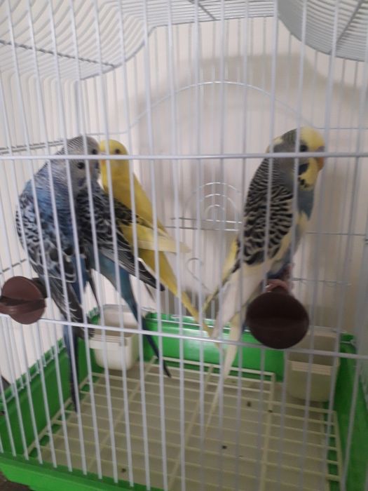 Vând papagali perusi