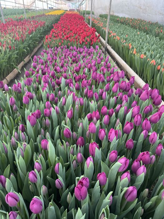 Тюльпан гулдеры 8 наурыз