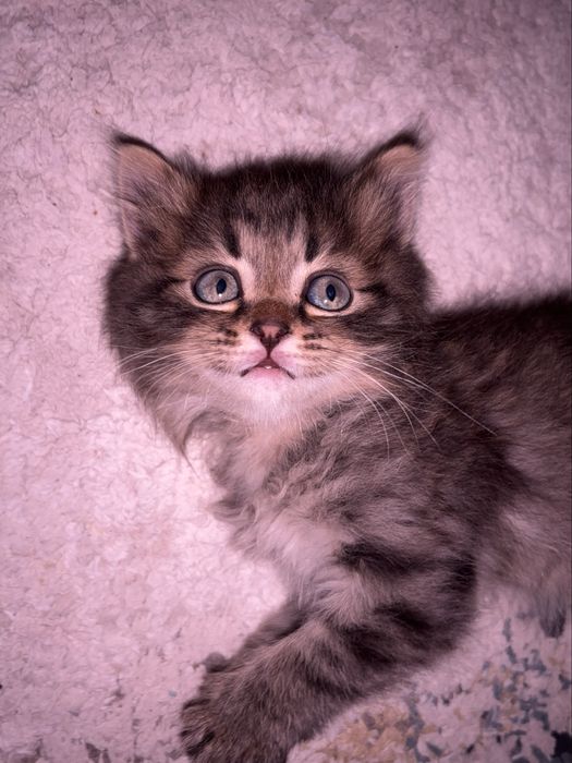 котик мальчик продается