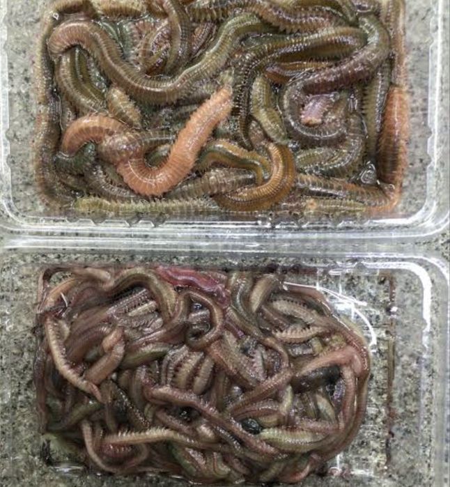 Продаю крупных морских червей