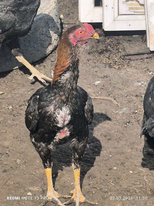 Доканы петух и 3 курецы