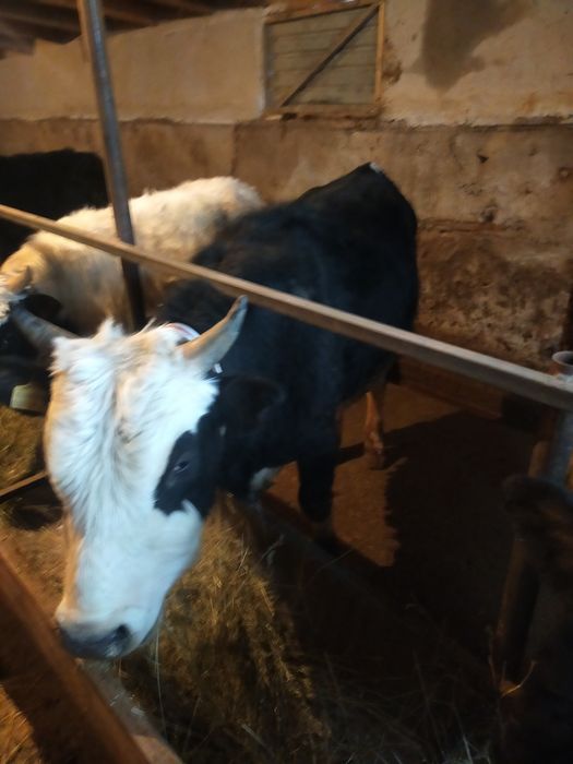 Бычки полторашки,местный