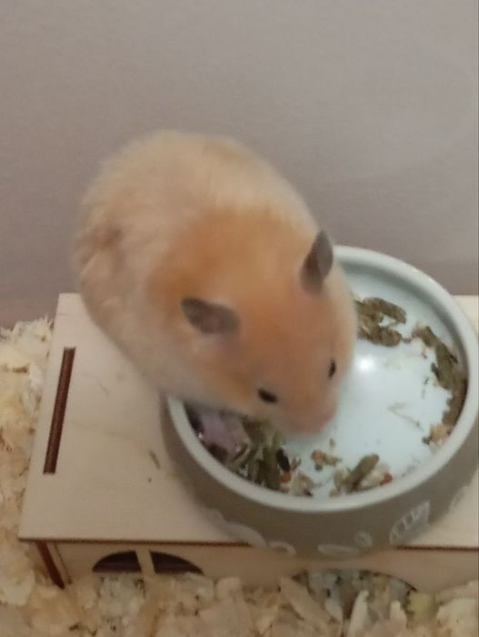 Девочка хомяк 1.5 месяцев