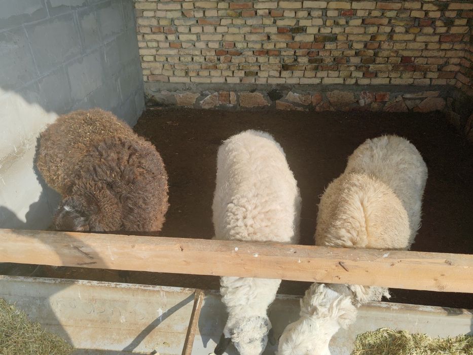 Qo'ylar sotiladi uyda boqilgan