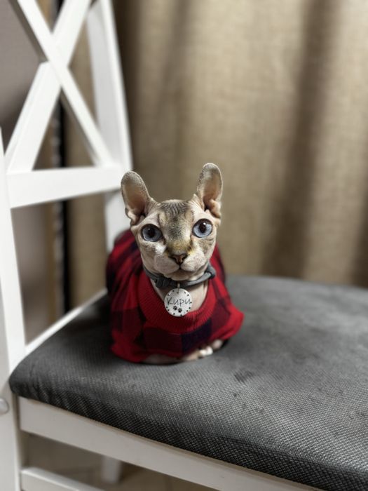 Котята сфинс эльф бронь