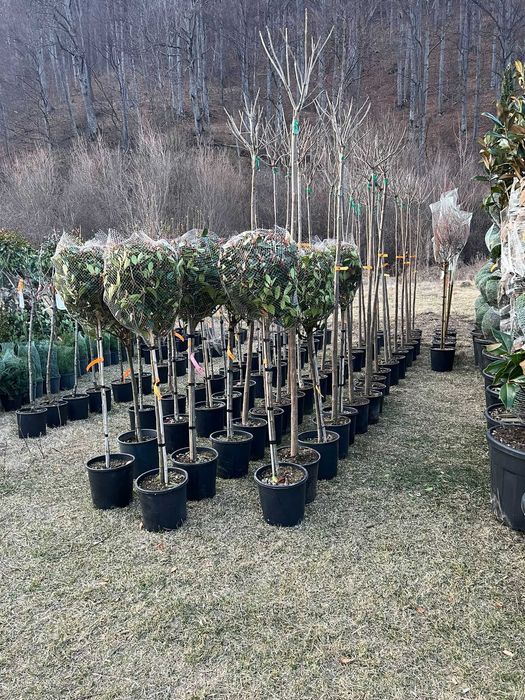 Plante pentru Gradini Amenajate Profesional