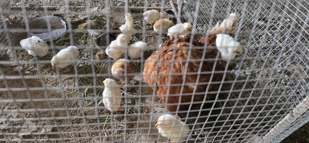 Тауық шөжегімен.