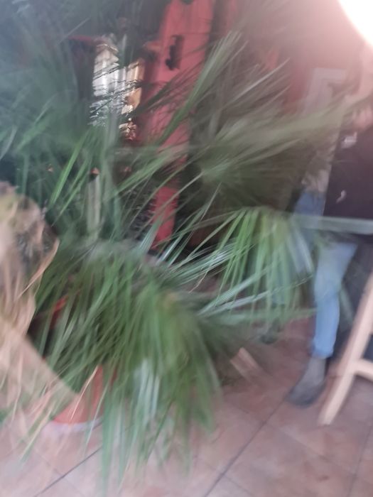 Продавам големи палми
