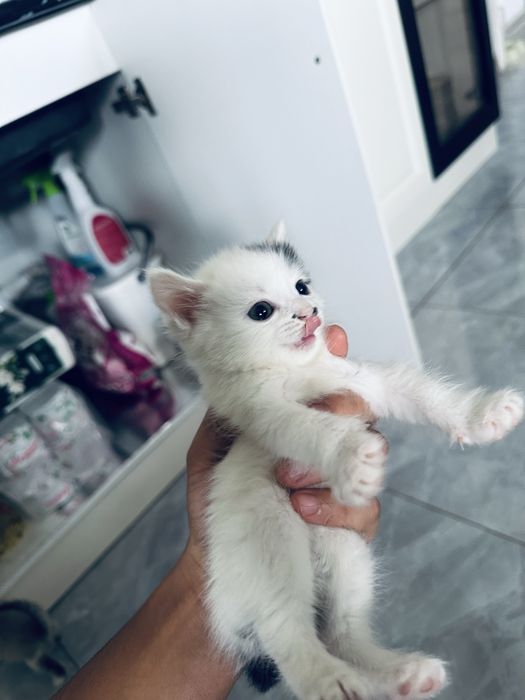 отдам домашних котят в хорошие руки