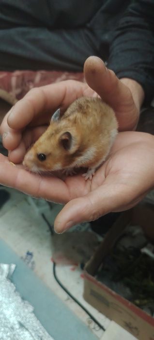 Xamyak uy xayvoni. Keliwilgan narxda