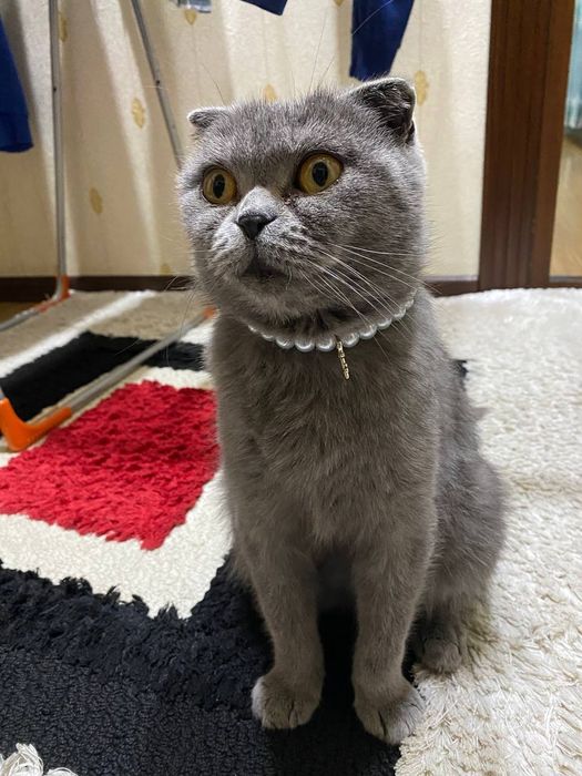 Skotish fold sotiladi