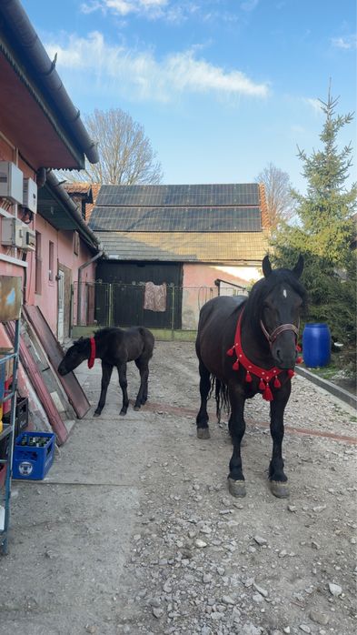 Vand iapa de 6 ani cu manza de 2 saptamani