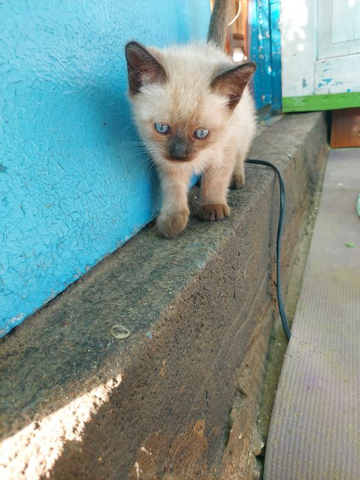 Котята. Мальчики.