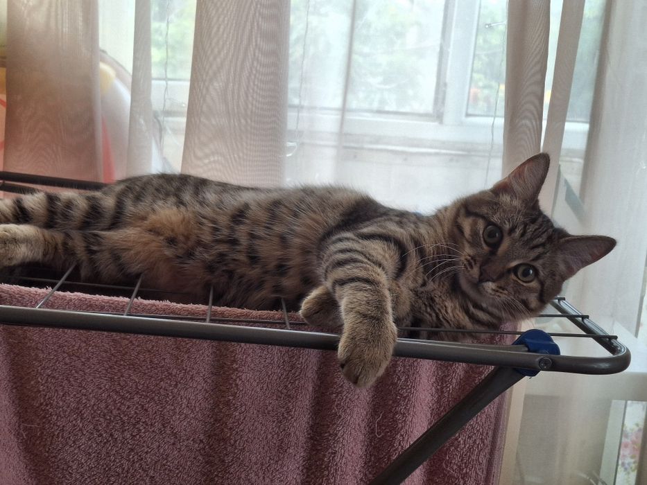 Отдам кота в хорошие руки