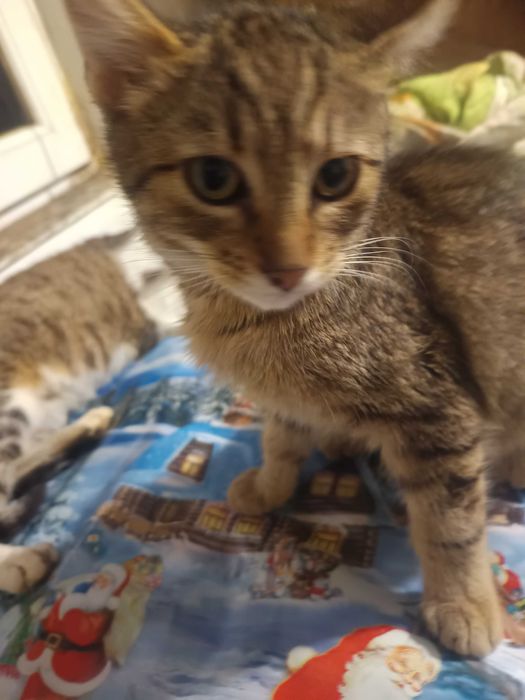 Donez pui de pisică