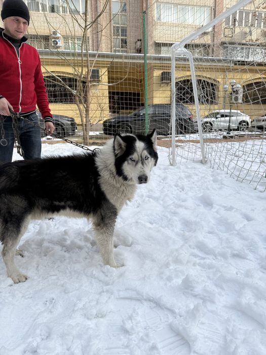 Хаски. Ищем  невесту