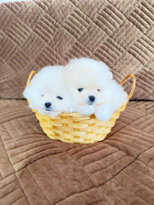 Померанские мини шпицы .