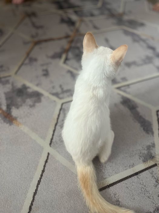 котенок мальчик 3 месяца.