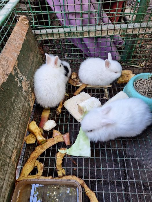 Pui de iepuri cap de leu