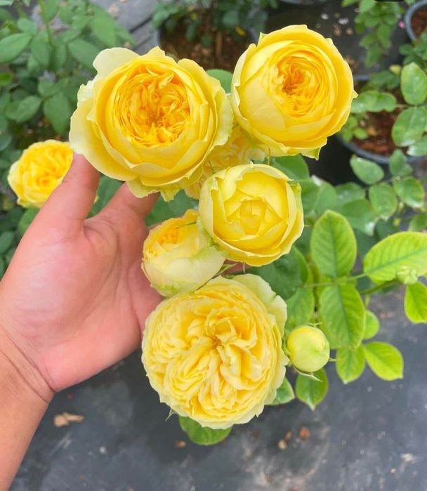 atirgul ko'chatllari sotamiz