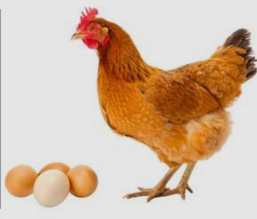 Продам домашние яйца