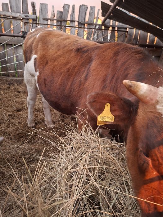 Продам годовалых бычков