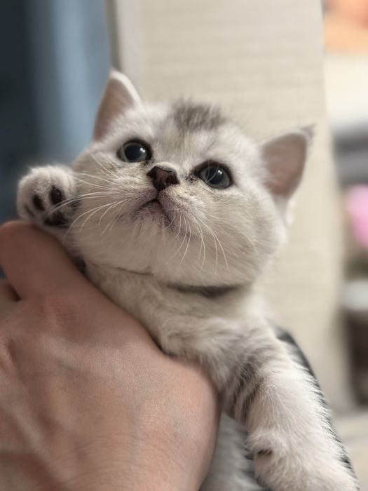 Скотиш страйт серебрянная шиншилла