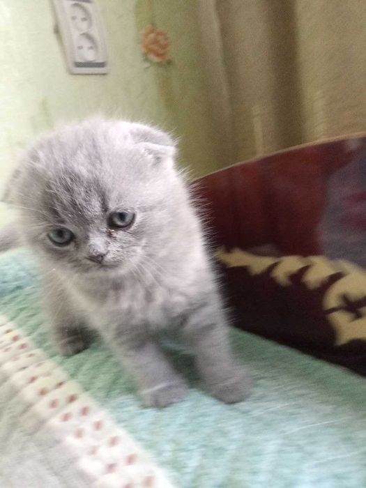 Продам котенка Шотландской Вислоухой