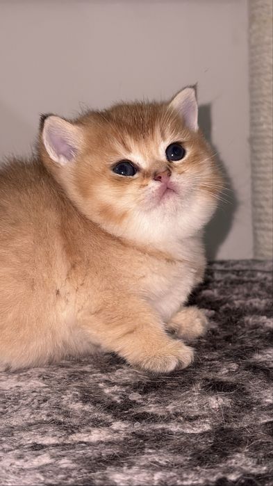 Золотая британская шиншилла ny 12