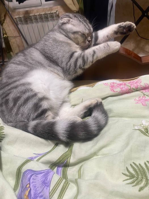 Vyaska shinshilla kot