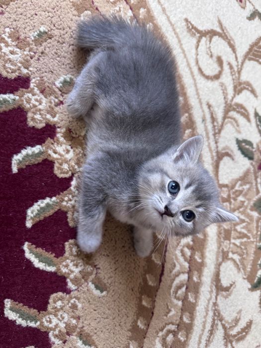 Продаются котята