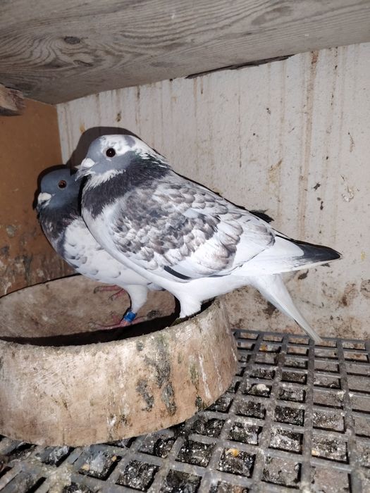 Porumbei voiajori culori rare colorați penciled