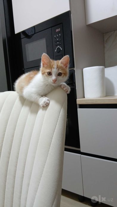 Отдам котёнка( бесплатно)