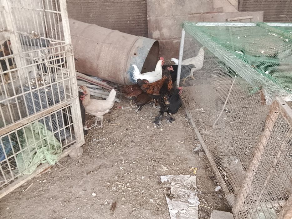 Turli turdagi tovuq va xoʻrozlar sotiladi