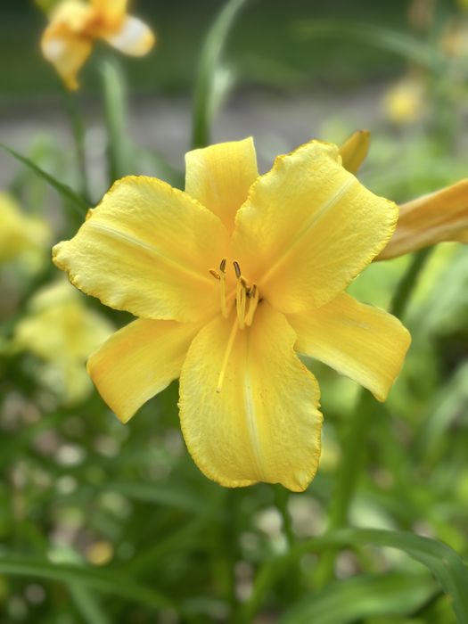 Хемерокалиси