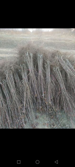 Мевали кучатлар Хар хил нави бор