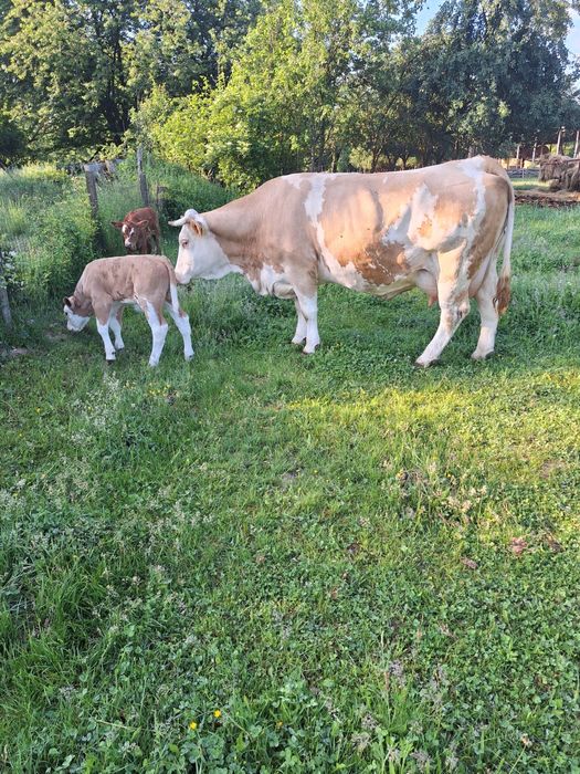 Vand vaca cu vitel