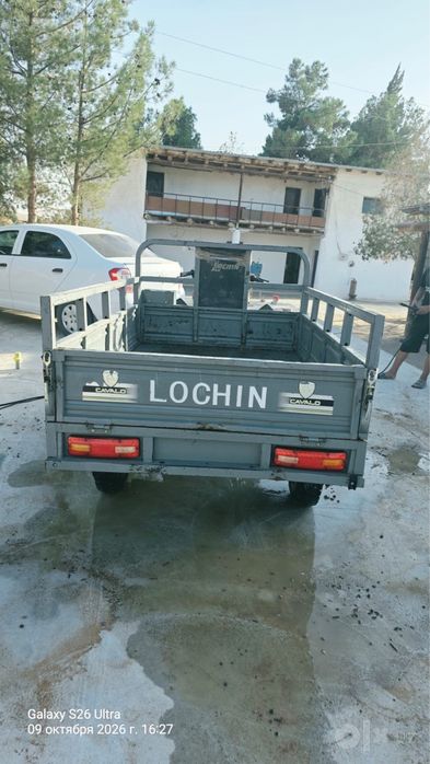 Lochin muravey муравей
