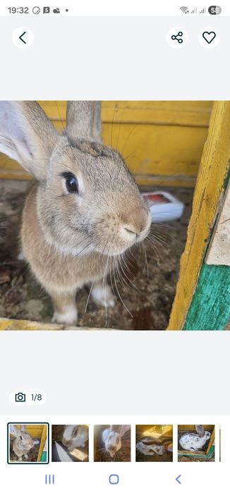 Семья кроликов. Қояндар отбасымен 7 көжегімен