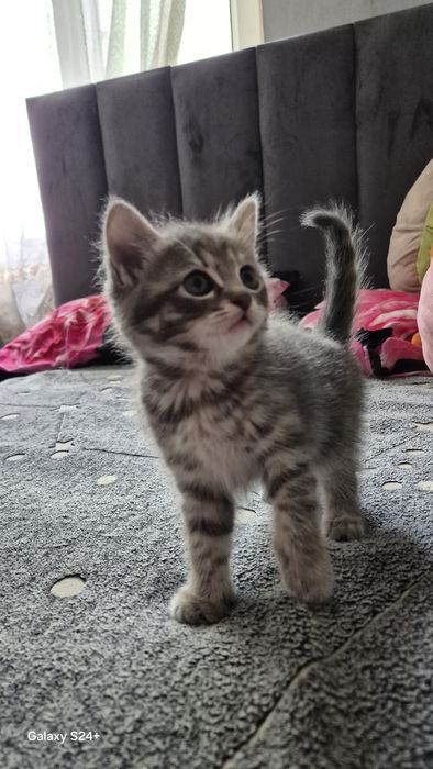Отдам котят. К лотку приучены