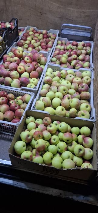 Продам! Яблоки с гор много есть
